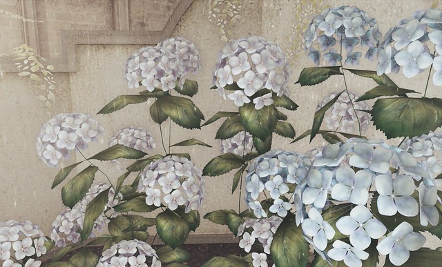 hydrangea