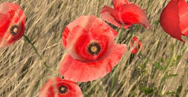 Papaver alby (Poppy)