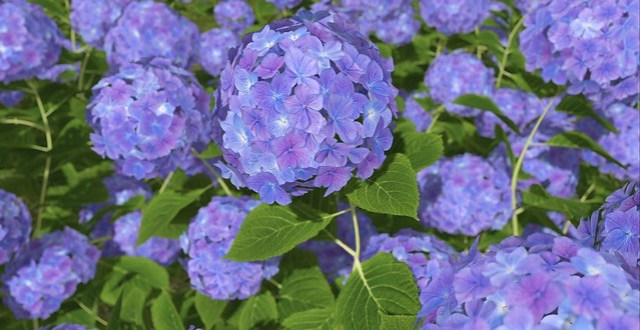 Hydrangea bren