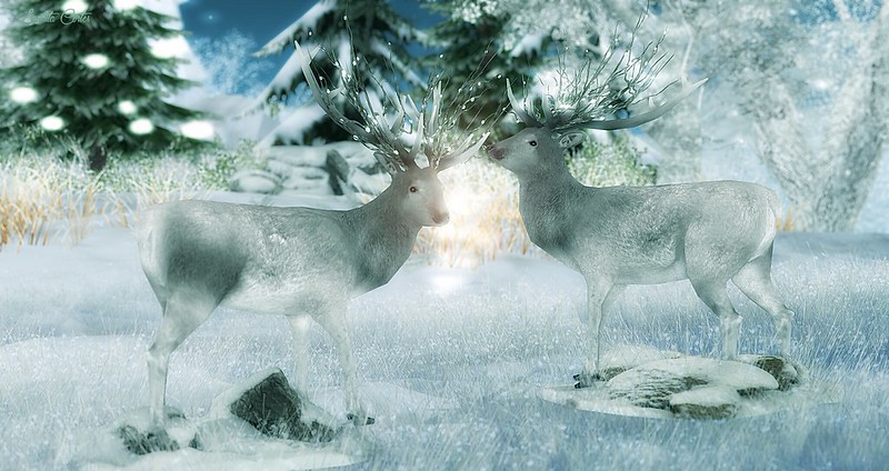 Winter reindeers