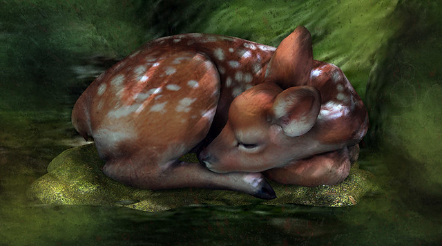 Fawn & Moss Photo by Neah