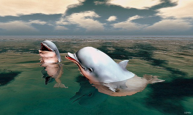 Dolphins