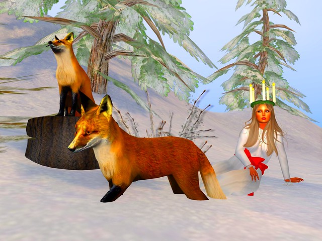 Our Heaven -A Trio of Foxes on St Lucia Day