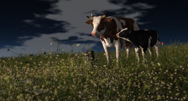 Cows... of course