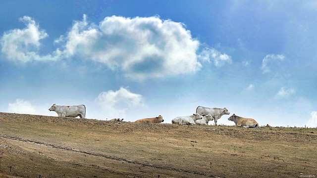 Les vaches (Cote d’Opale)