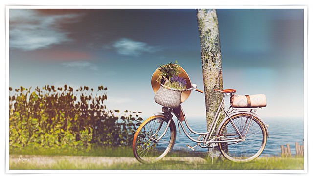Dutch Coast _ Bicycle